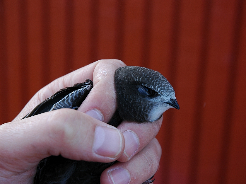 Common Swift, Sundre 20050808